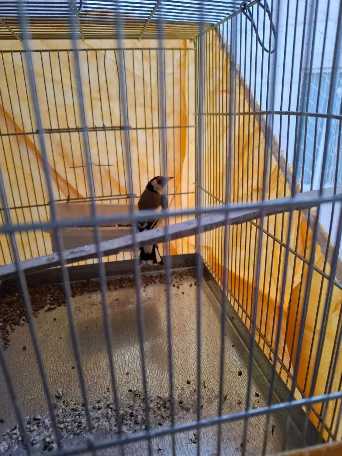 سهره جوجه سال نقاب قفل|پرنده|فردیس, قریشی|دیوار