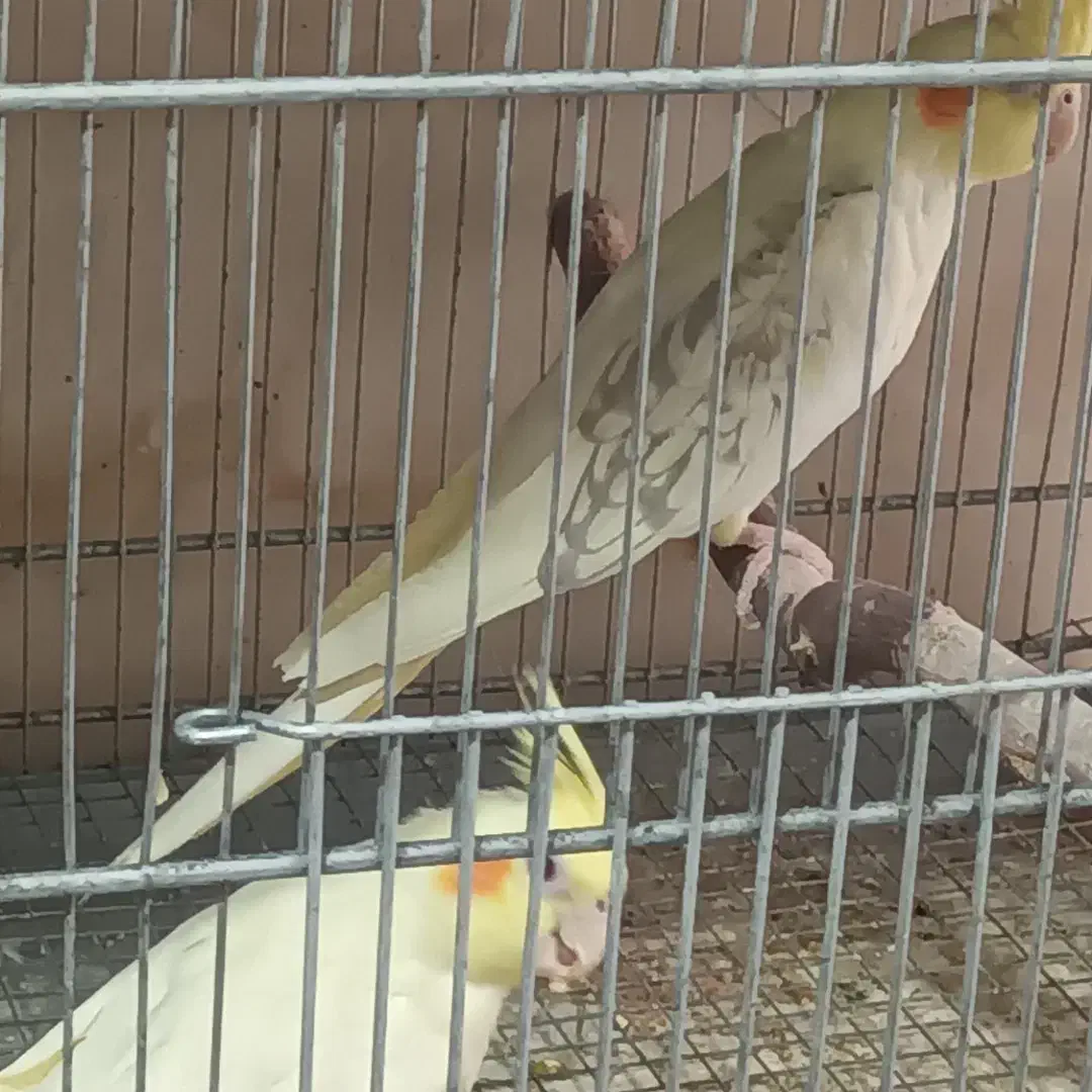 فروش عروس هلندی،برزیلی،قناری مستقیم از سالن پرورش|پرنده|صحنه, |دیوار