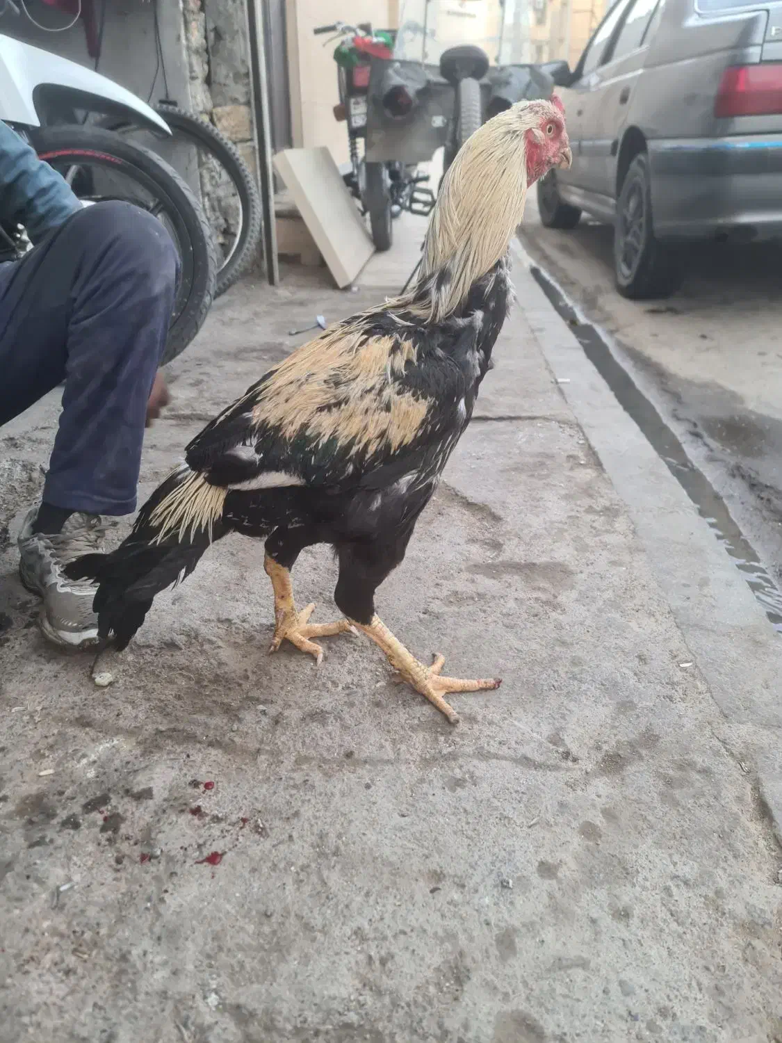 خروی لاری سالم وجوان|حیوانات مزرعه|مشهد, پنجتن|دیوار