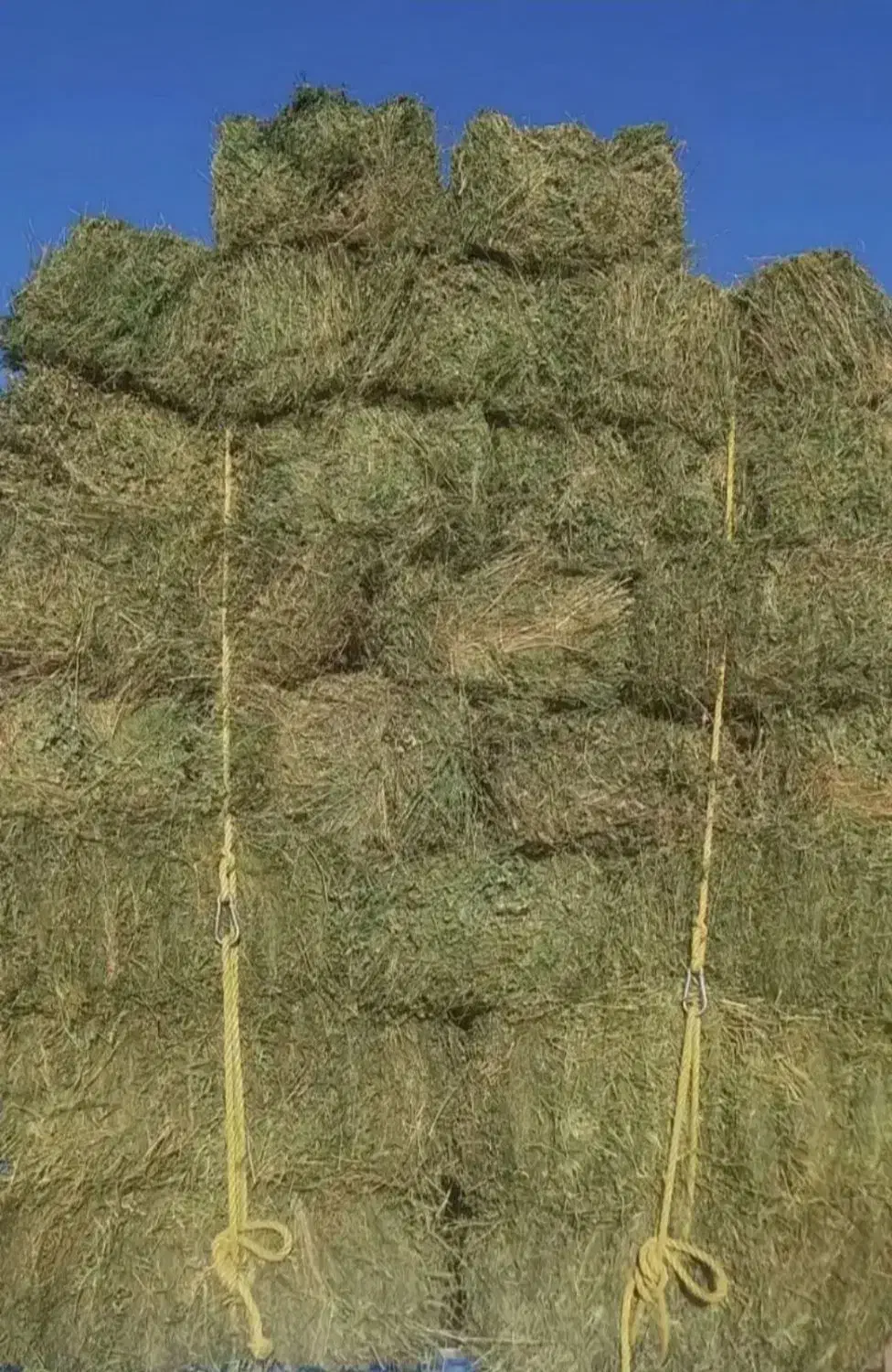 علف ورته|لوازم جانبی حیوانات|مشگین شهر, |دیوار