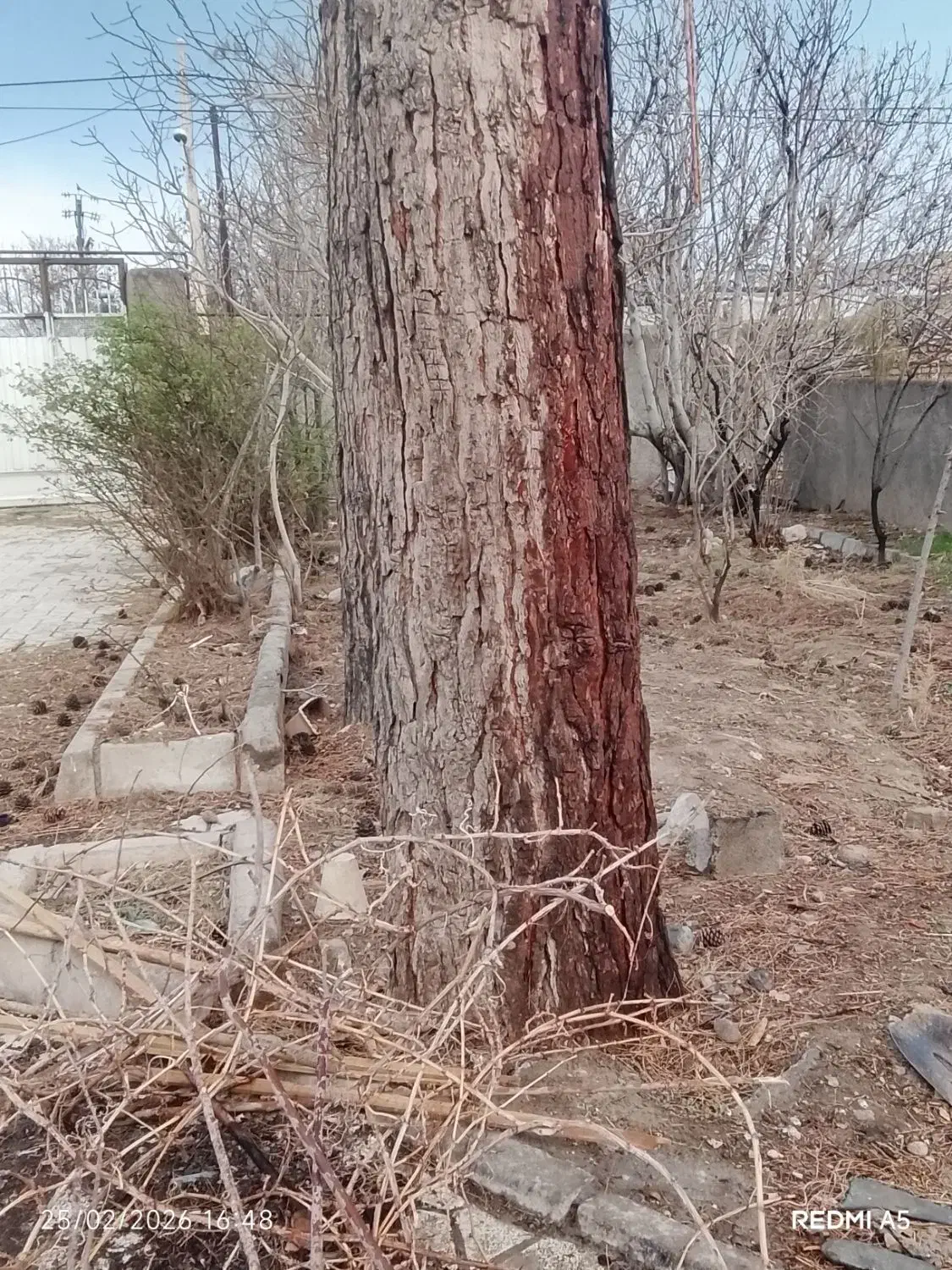 درخت کاج|گل و گیاه طبیعی|نیشابور, فردوس شمالی|دیوار