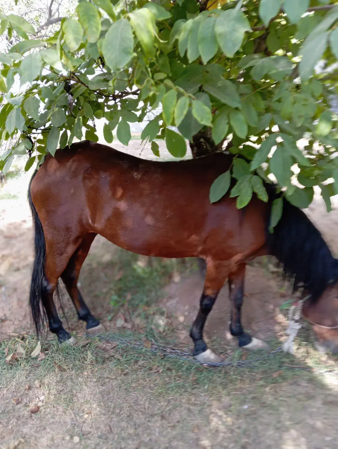 اسب مادیون کردی|اسب و تجهیزات اسب‌سواری|دماوند, دماوند|دیوار