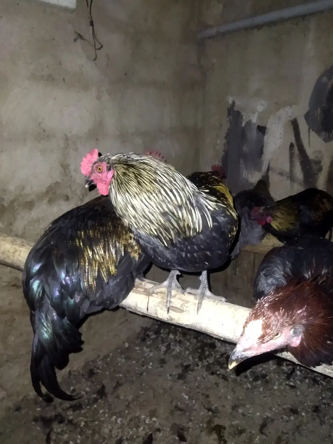 تعدادی خروس زیر قیمت حراج شده|حیوانات مزرعه|هشتگرد, سعید آباد|دیوار