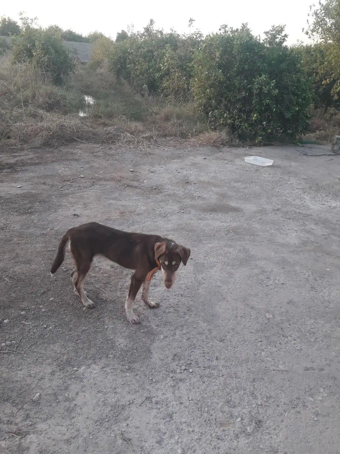 سگ باهوش|سگ|دزفول, |دیوار