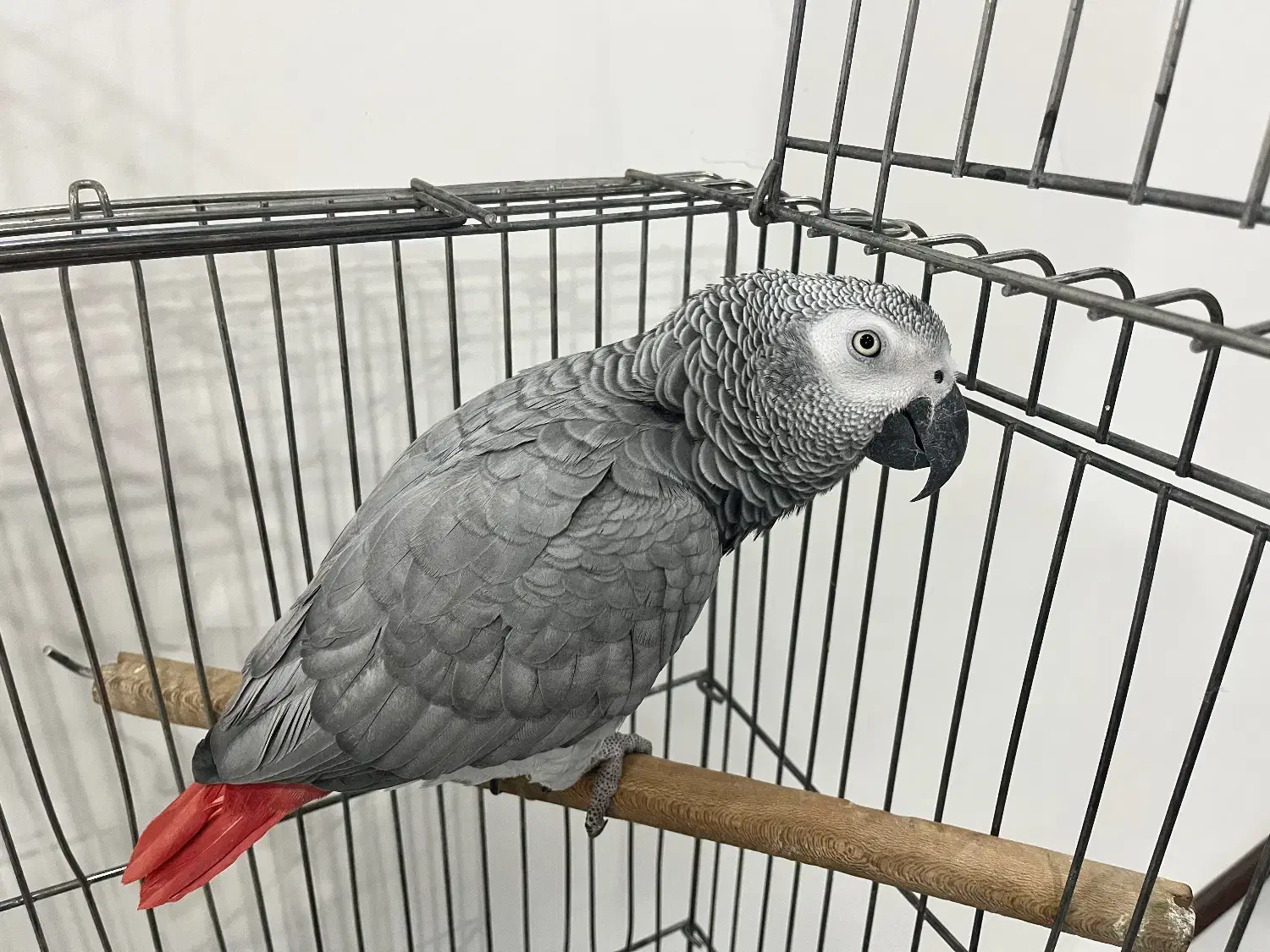 پرنده کاسکو|پرنده|فردیس, قریشی|دیوار