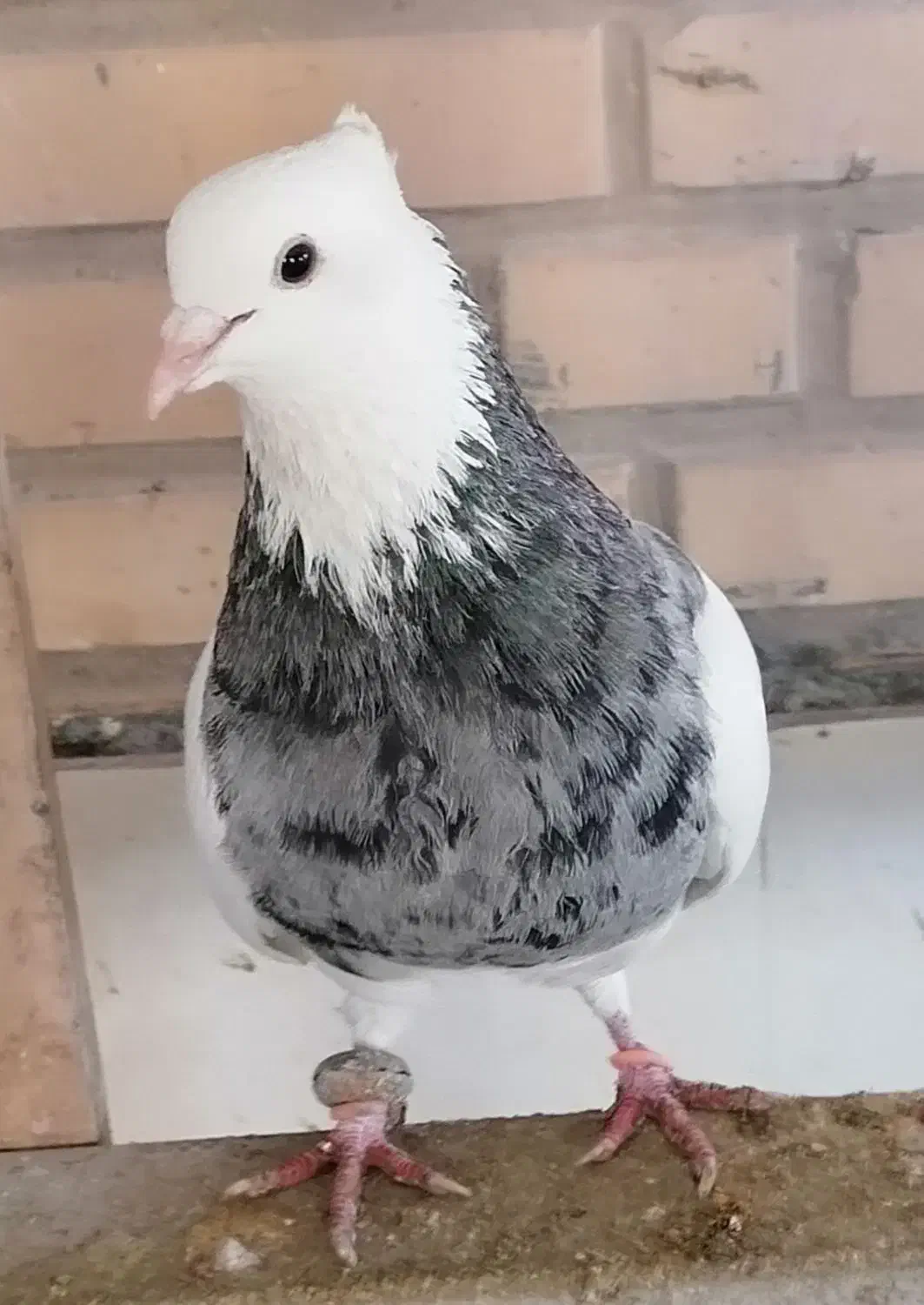 پرنده کبوتر طوقی گم شده|پرنده|نجفآباد, فاز ۴ شهرک آزادگان|دیوار