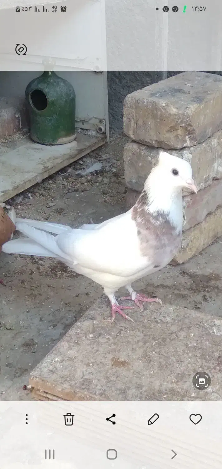 یک ماده طوقی|پرنده|پیر بکران, |دیوار