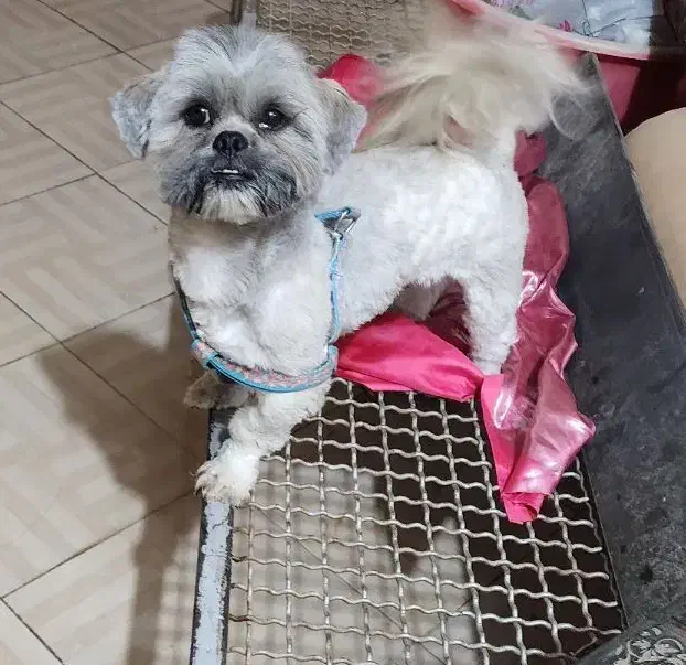 فروش سگ نر نژاد شیتزو|سگ|کرمان, |دیوار