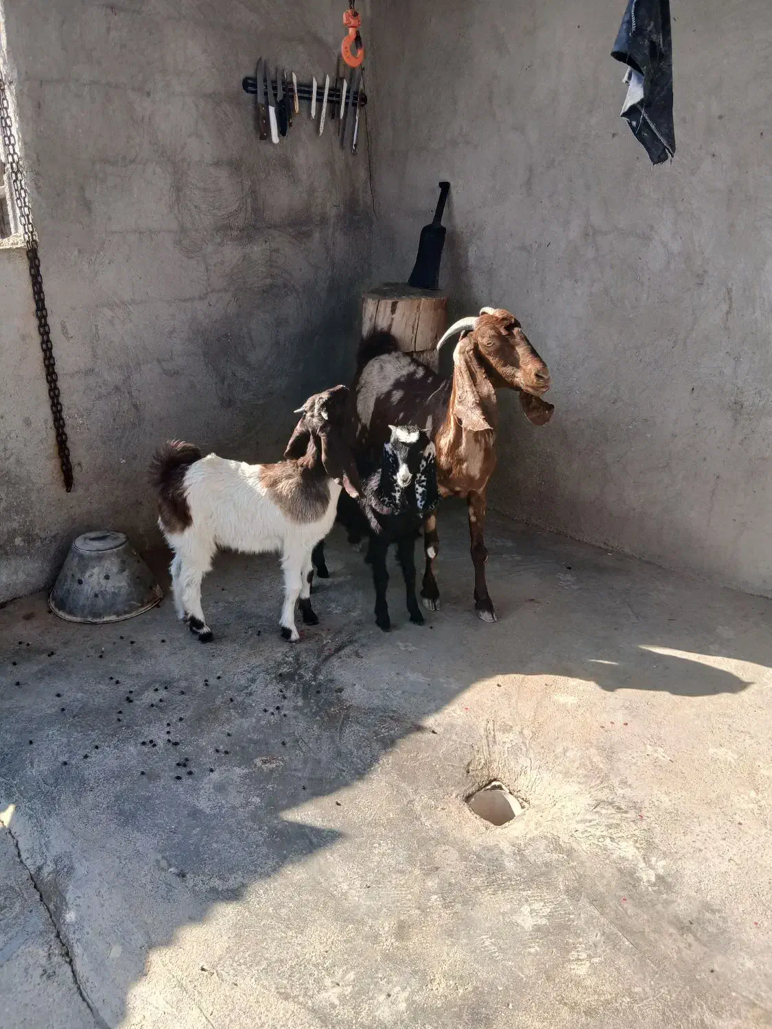 بز افغانی تکاوری دو قلو زا با دو کهره بزرگ|حیوانات مزرعه|سعدآباد, |دیوار