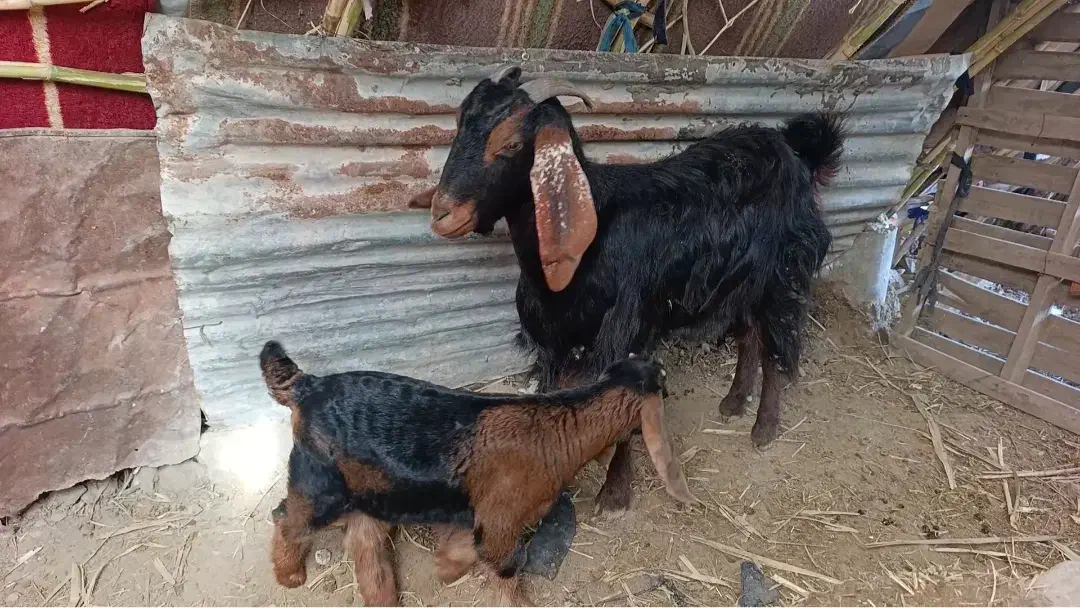 بزو وبزغاله|حیوانات مزرعه|سرپل ذهاب, |دیوار