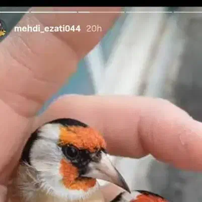 سهره کت بازکن صلیب|پرنده|گلستان (تهران), |دیوار