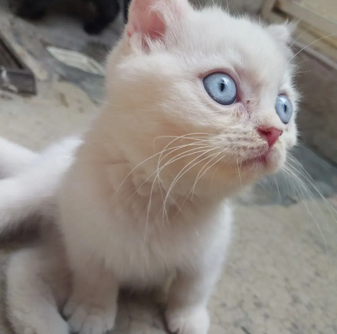 بچه گربه اسکاتیش بریتیش 3ماهه|گربه|تهران, اکباتان|دیوار