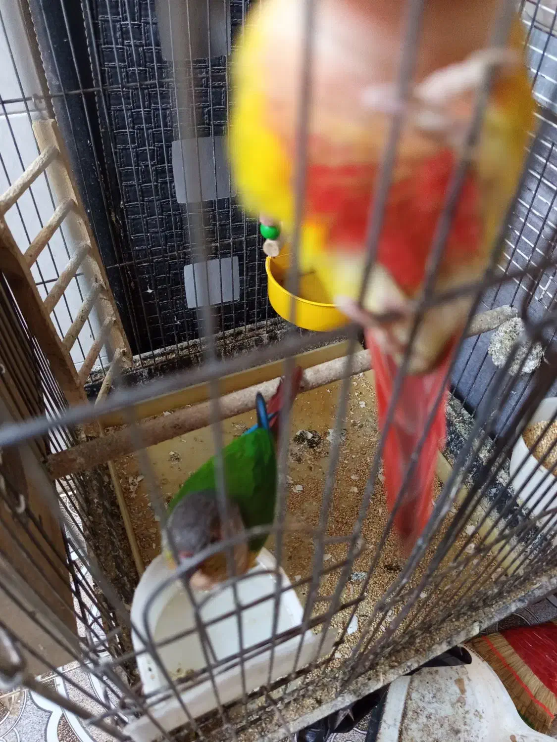 دوتا گریچینک|پرنده|کاشان, خزاق|دیوار