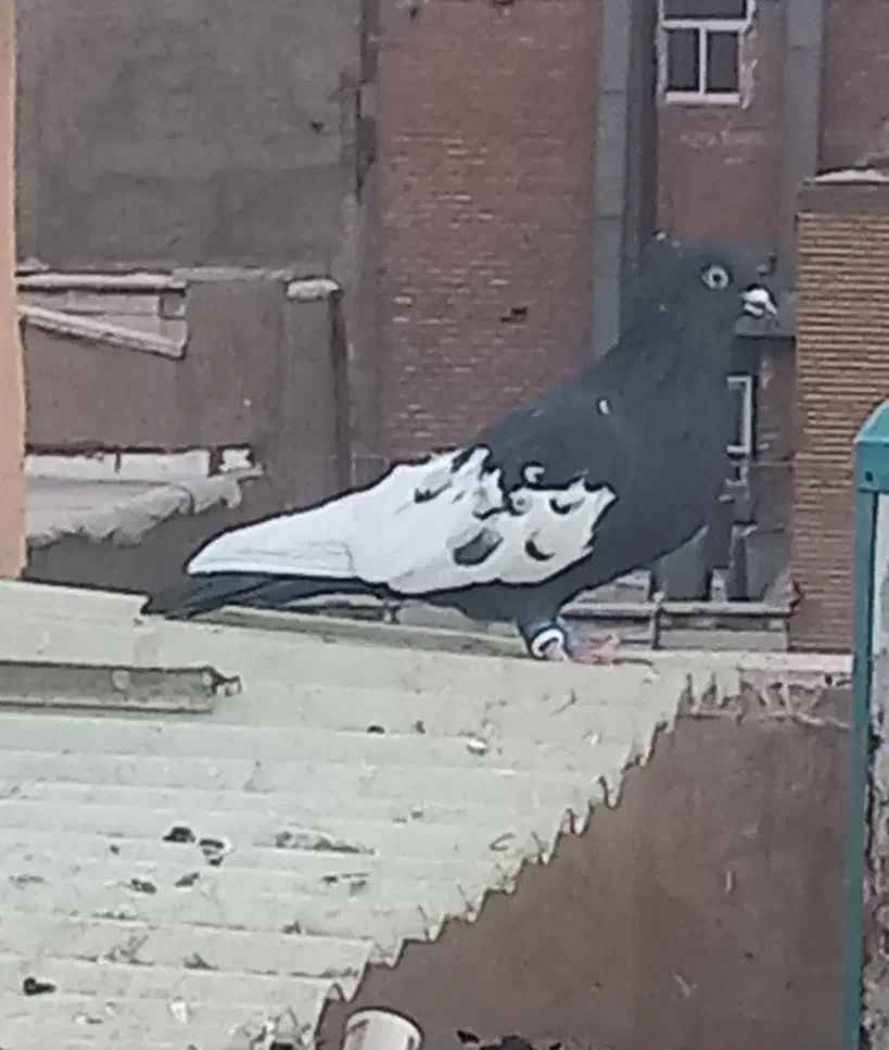 کفتر رنگی|پرنده|تهران, مسعودیه|دیوار