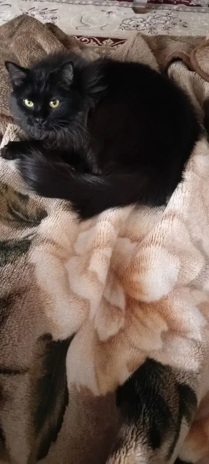 لیا خانوم|گربه|قم, قلعه یزدیها|دیوار