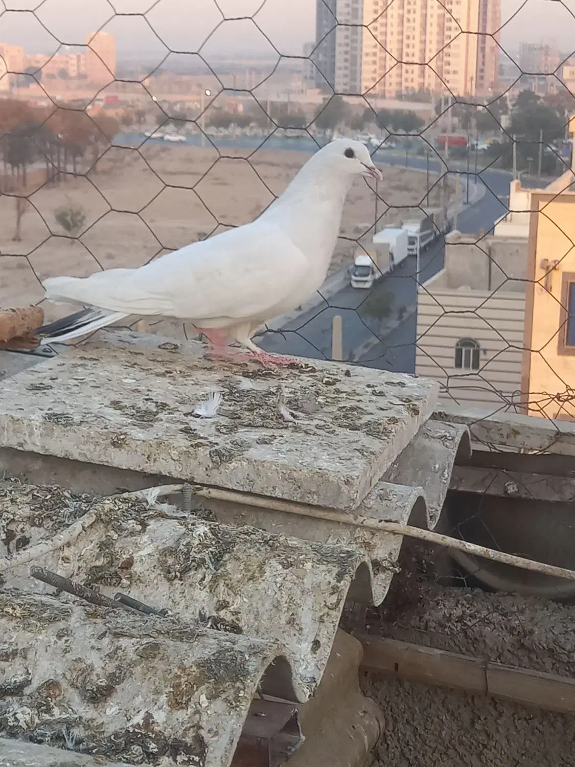 کفتر کبوتر|پرنده|اسلام‌شهر, شهرک سعیدیه|دیوار