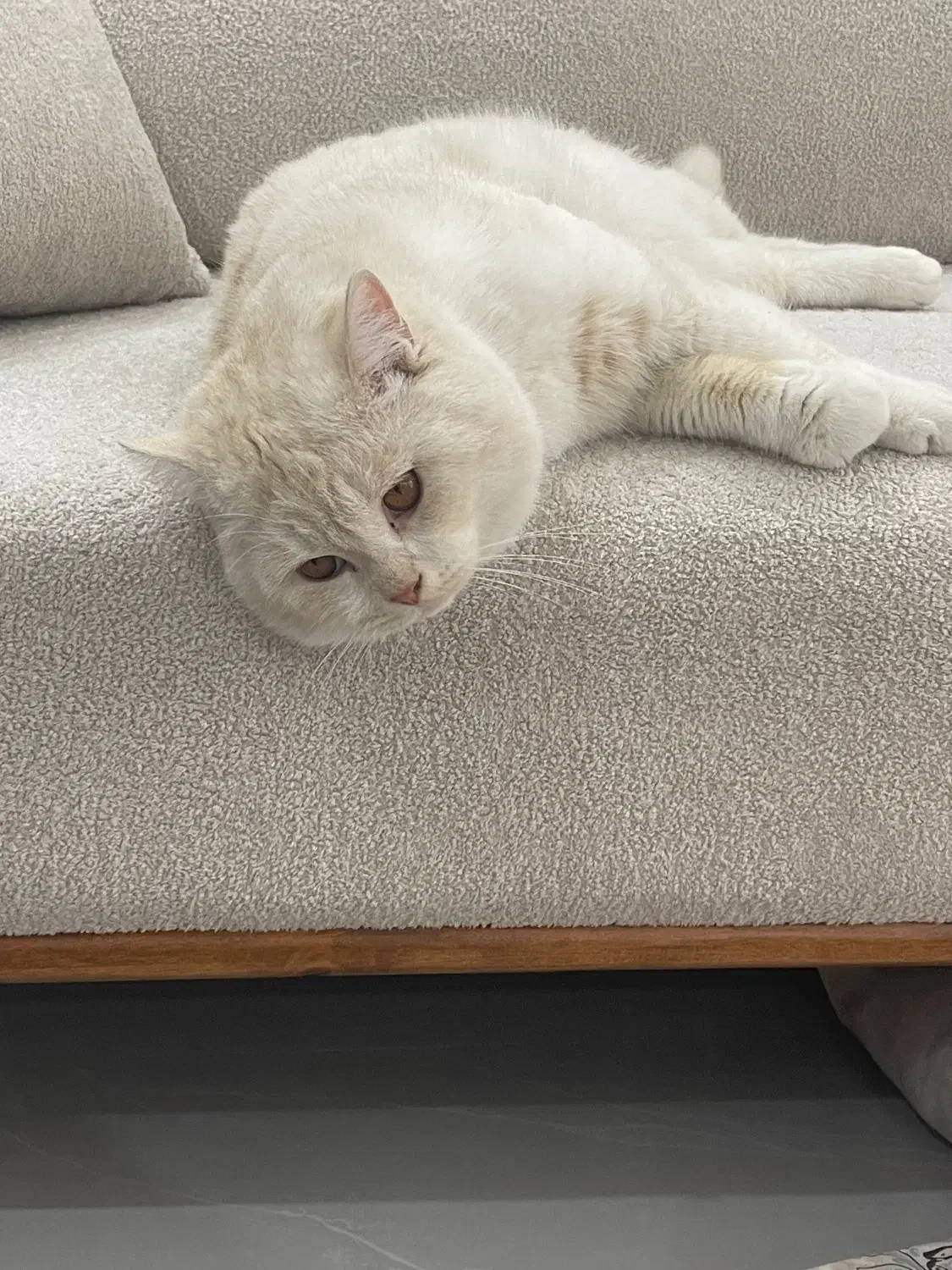 فروش گربه|گربه|سقز, |دیوار