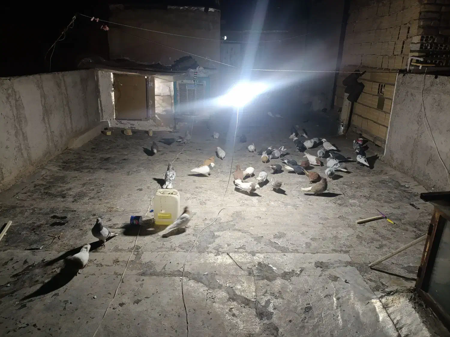 پرنده|پرنده|اقبالیه, |دیوار