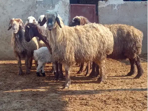 میش|حیوانات مزرعه|مرودشت, کناره|دیوار