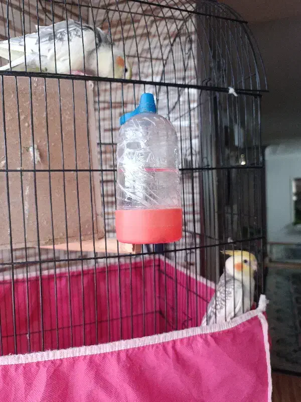 عروس هلندی|پرنده|ری, شهادت|دیوار