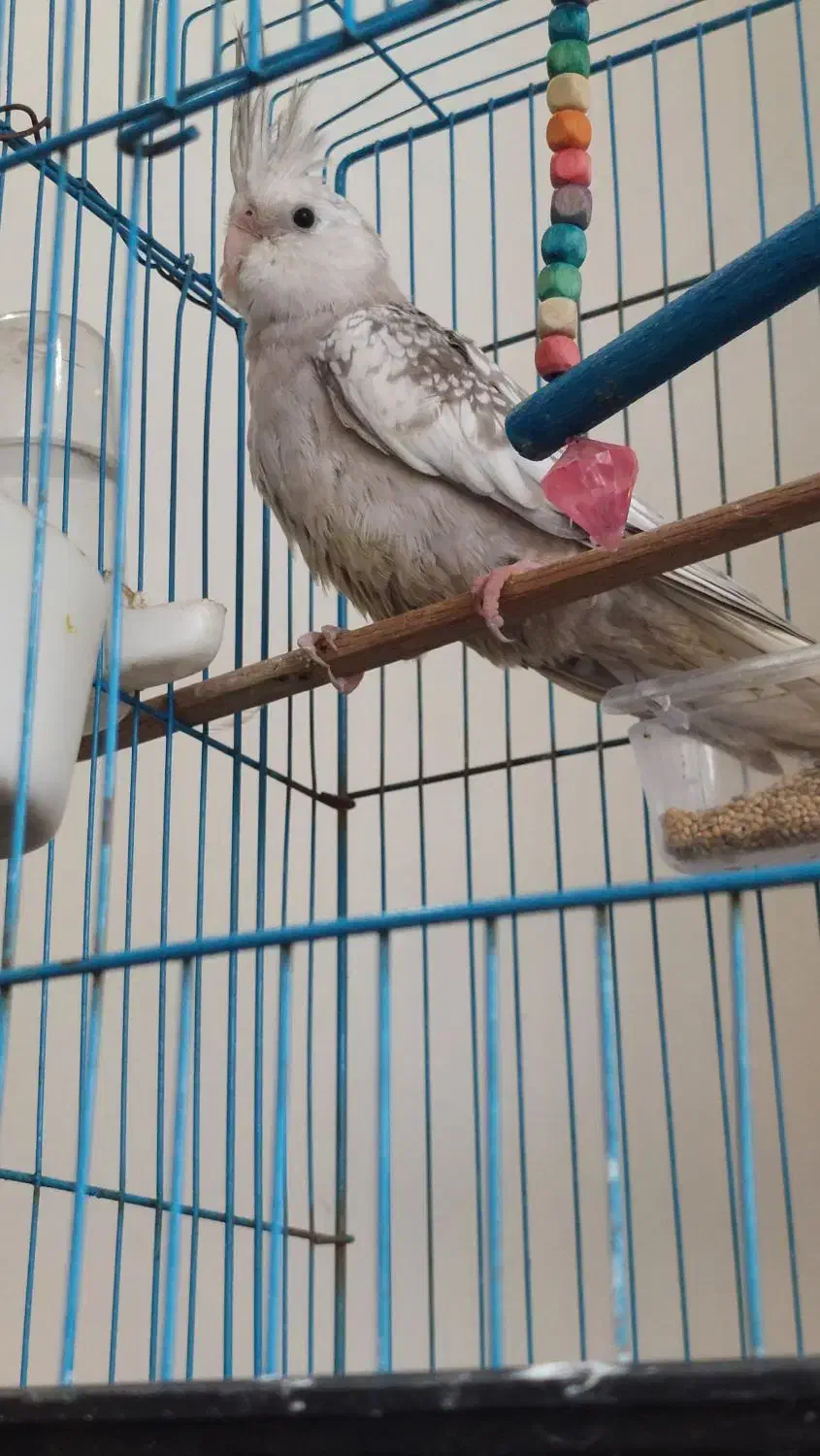 عروس هلندی خوشرنگ نژاد دار|پرنده|محمودآباد, |دیوار