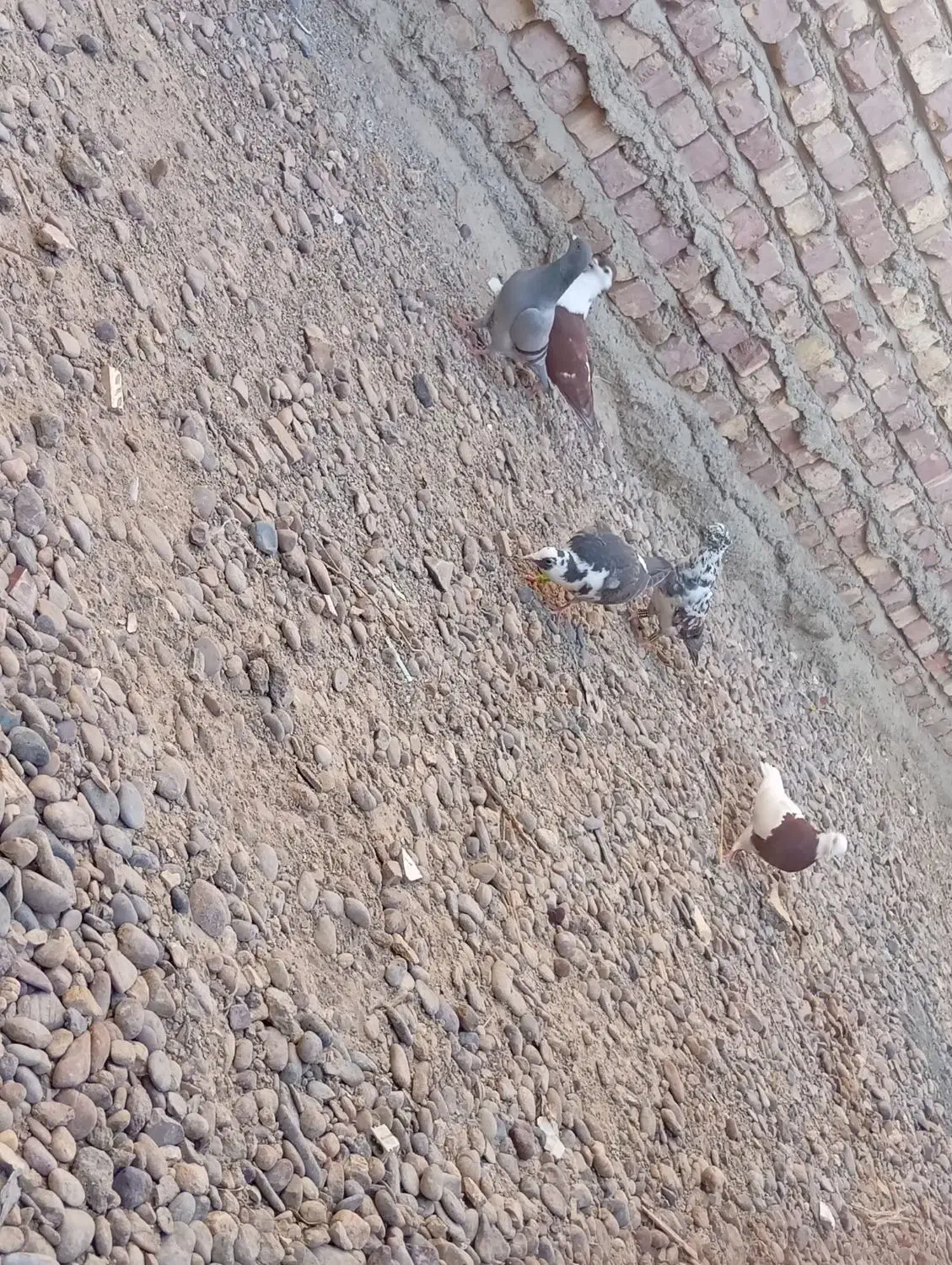 yas|پرنده|هامون, |دیوار