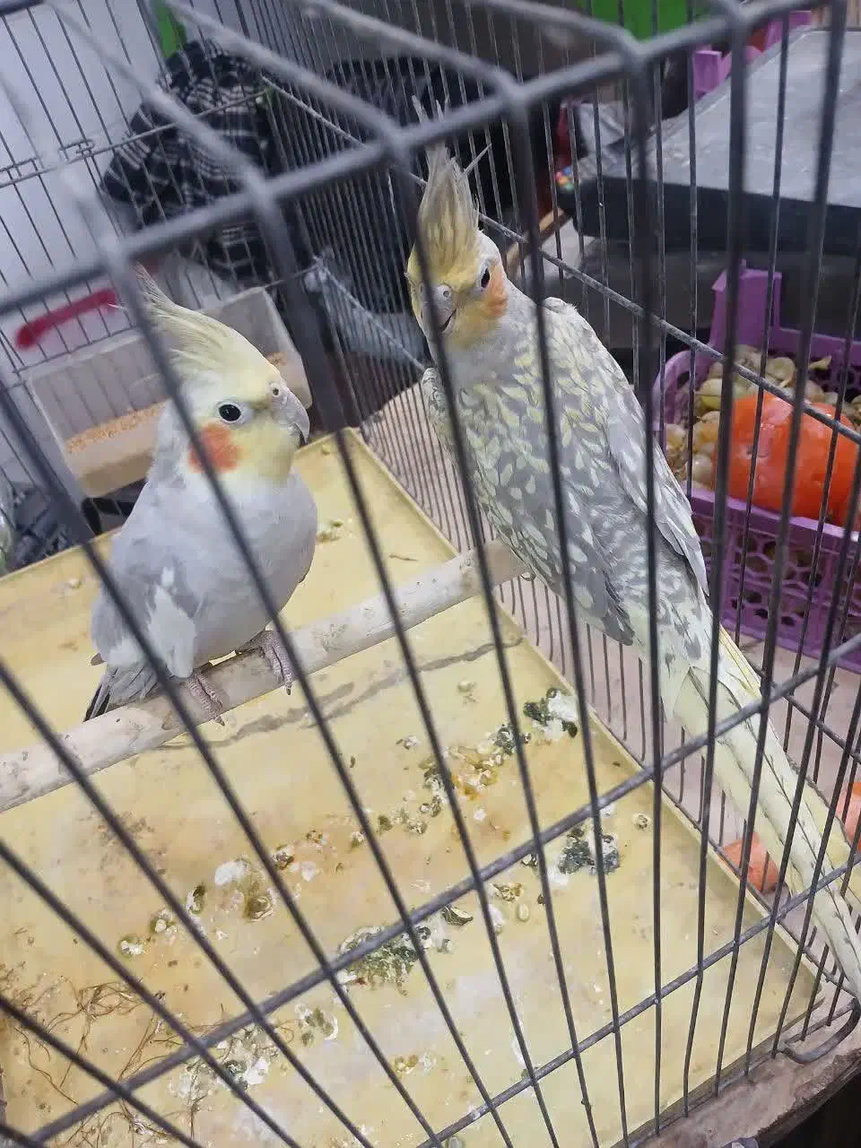 عروس هلندی|پرنده|اصفهان, شهرستان|دیوار