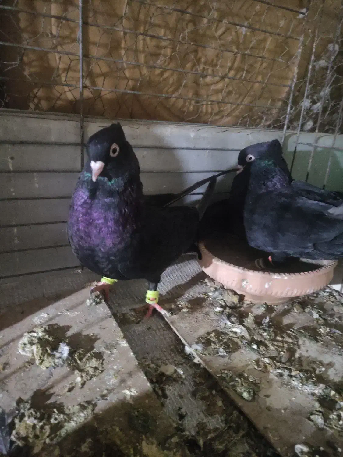 کبوتر ذاغ سیاه نرو ماده|پرنده|شیراز, جانبازان|دیوار