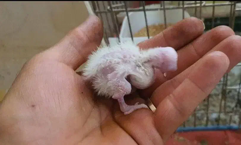 جوجه سرلاکی عروس هلندی لوتینو ۱روزه تا ۱۵ روزه|پرنده|مرودشت, شهرک مهدیه|دیوار