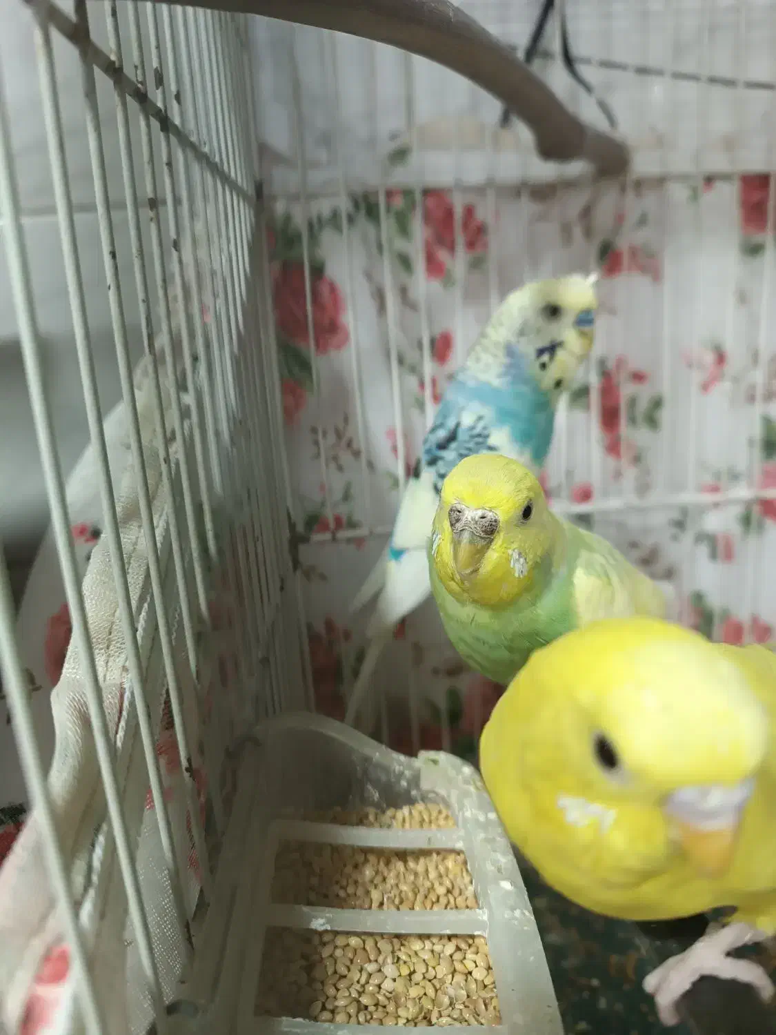 مرغ عشق|پرنده|تربت‌حیدریه, حاجی یار‎|دیوار