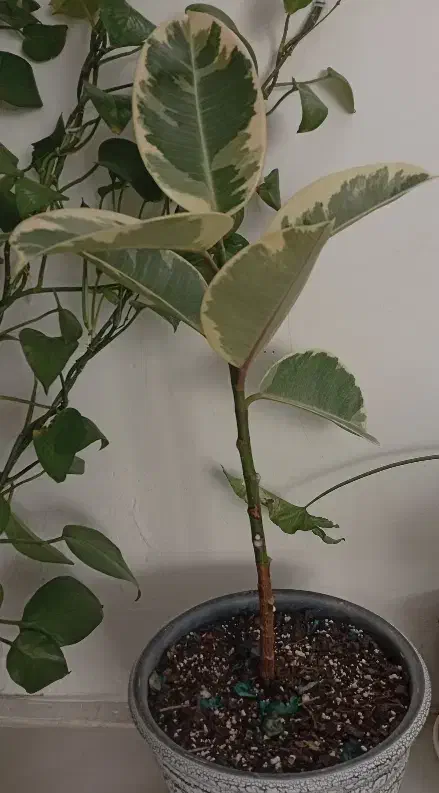 گل پاندانوس 20 ساله بزرگ و فیکوس ابلغ|گل و گیاه طبیعی|کرمان, |دیوار