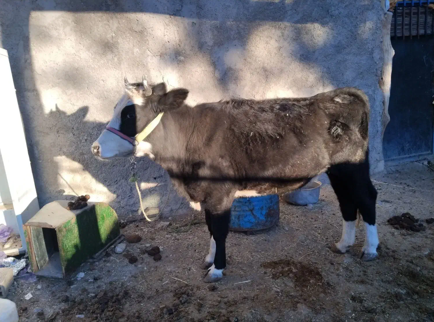 تلیسه، سویسی، اصل|حیوانات مزرعه|پاپی, |دیوار