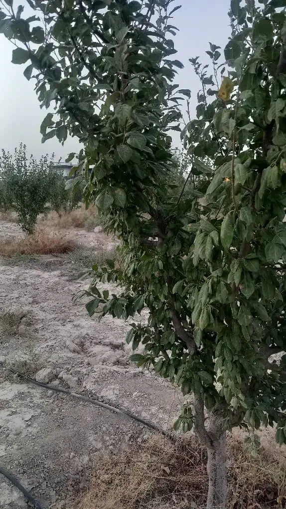 باغ وباغچه زمین باغی تکبرگ آب برق گازخیابان مهستان|فروش زمین و ملک کلنگی|تهران, امیریه|دیوار