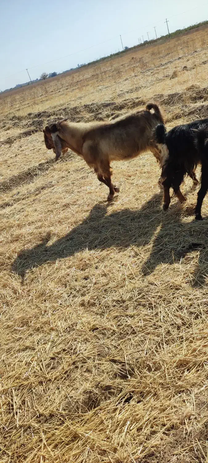 فروش بز نر نژاد دوقلو سه قلو زا|حیوانات مزرعه|قزوین, |دیوار