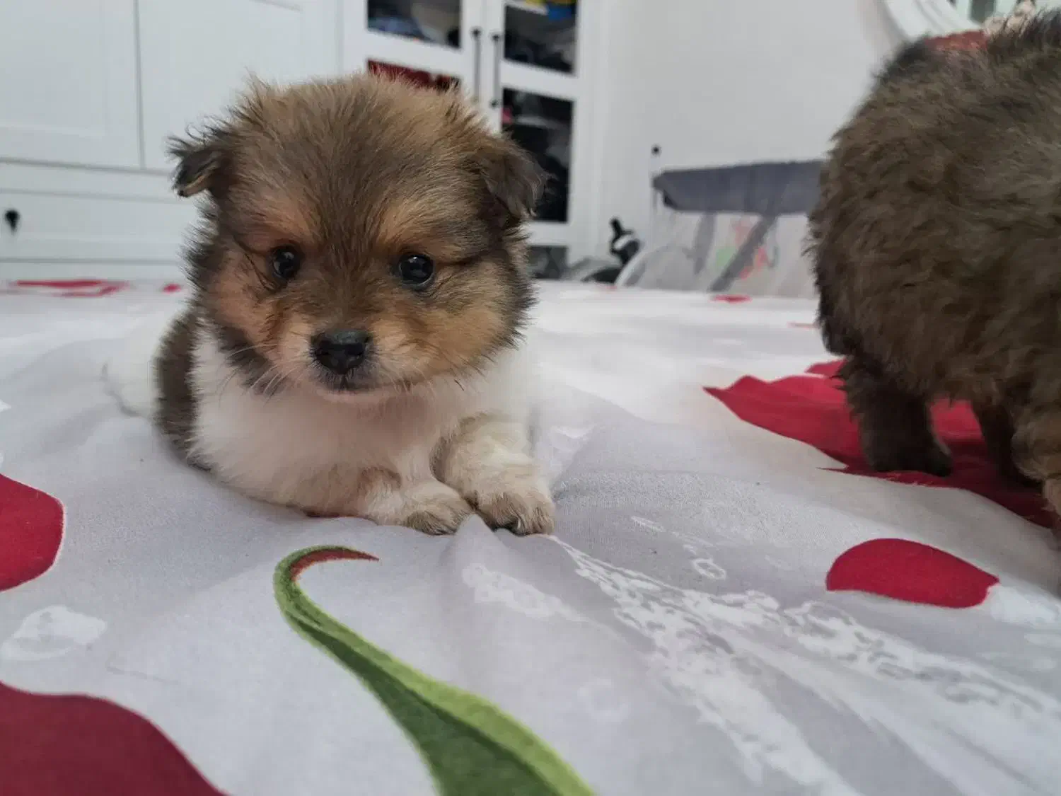 سگ توله پامر همراه باپدرمادر|سگ|مشهد, هنرستان|دیوار