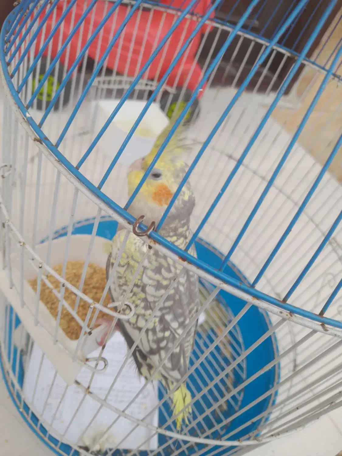 عروس هلندی سخنگو|پرنده|رشت, دخانیات|دیوار