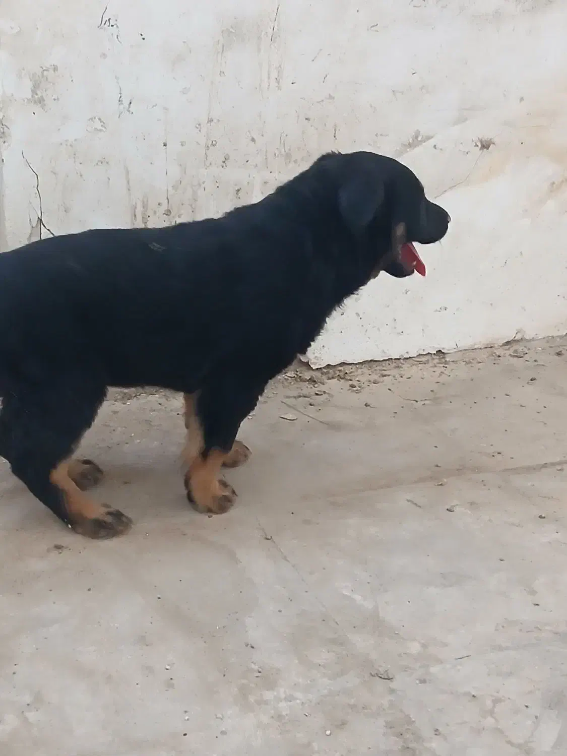 روتوایلر|سگ|قم, شهر قائم|دیوار