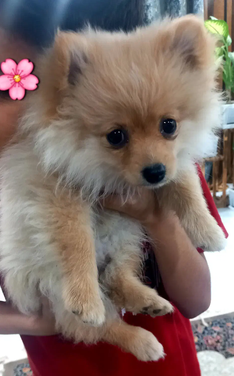 توله پامرانی|سگ|خرمشهر, |دیوار