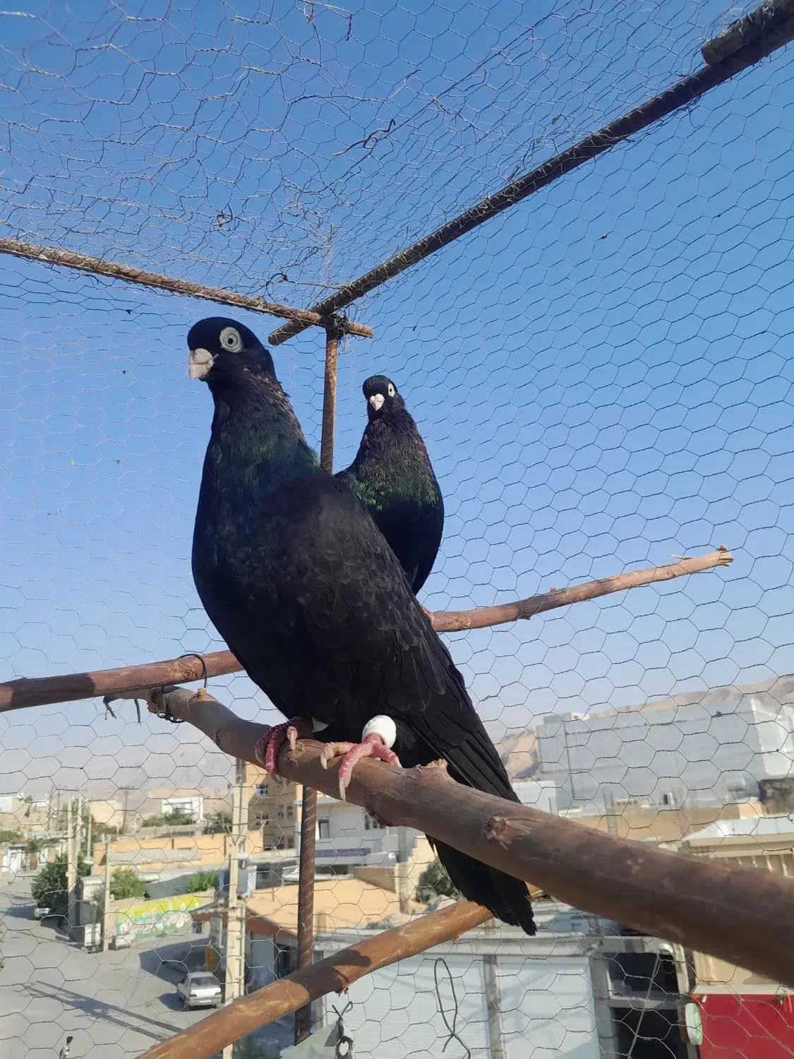 کبوتر صرب|پرنده|باغ ملک, |دیوار