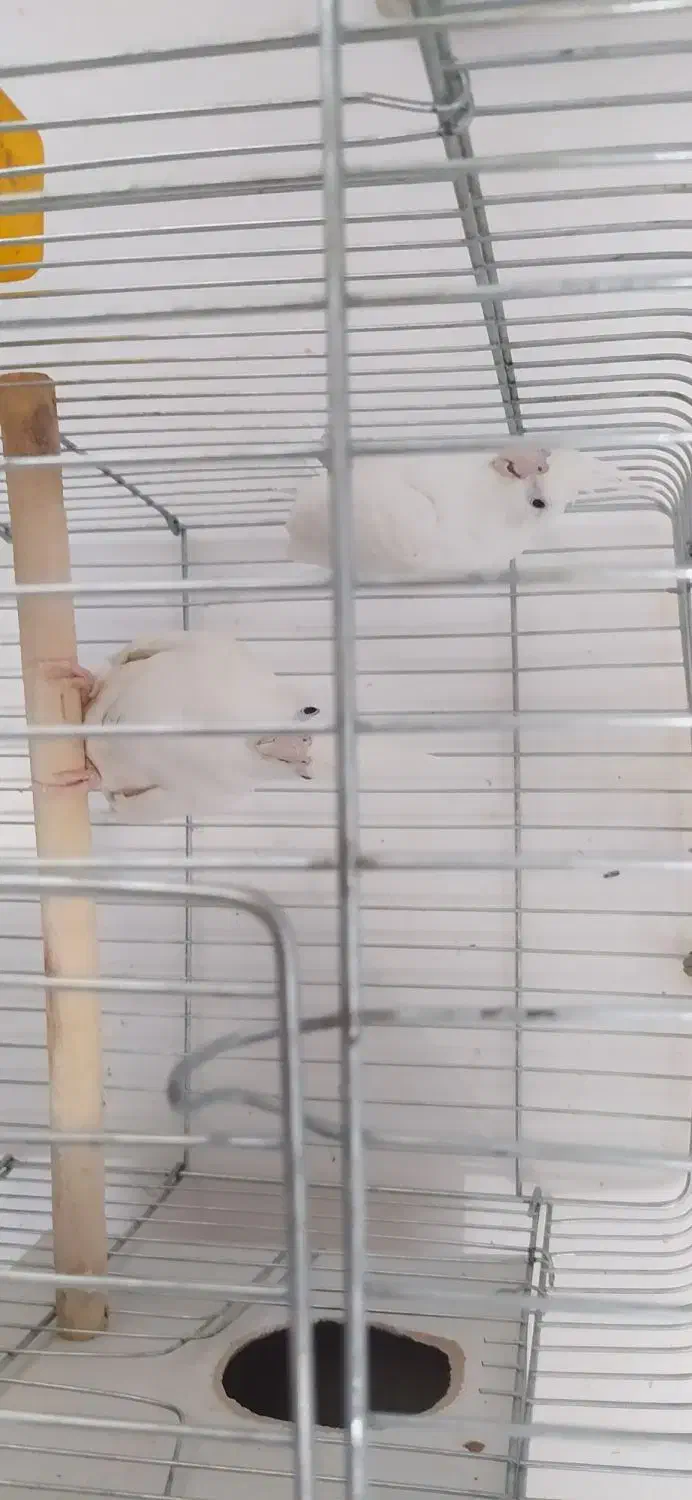 عروس هلندی مولد آلبینو چشم شرابی اصیل|پرنده|اقلید, |دیوار