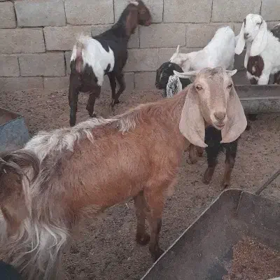 بز پاکستانی|حیوانات مزرعه|شهرضا, |دیوار