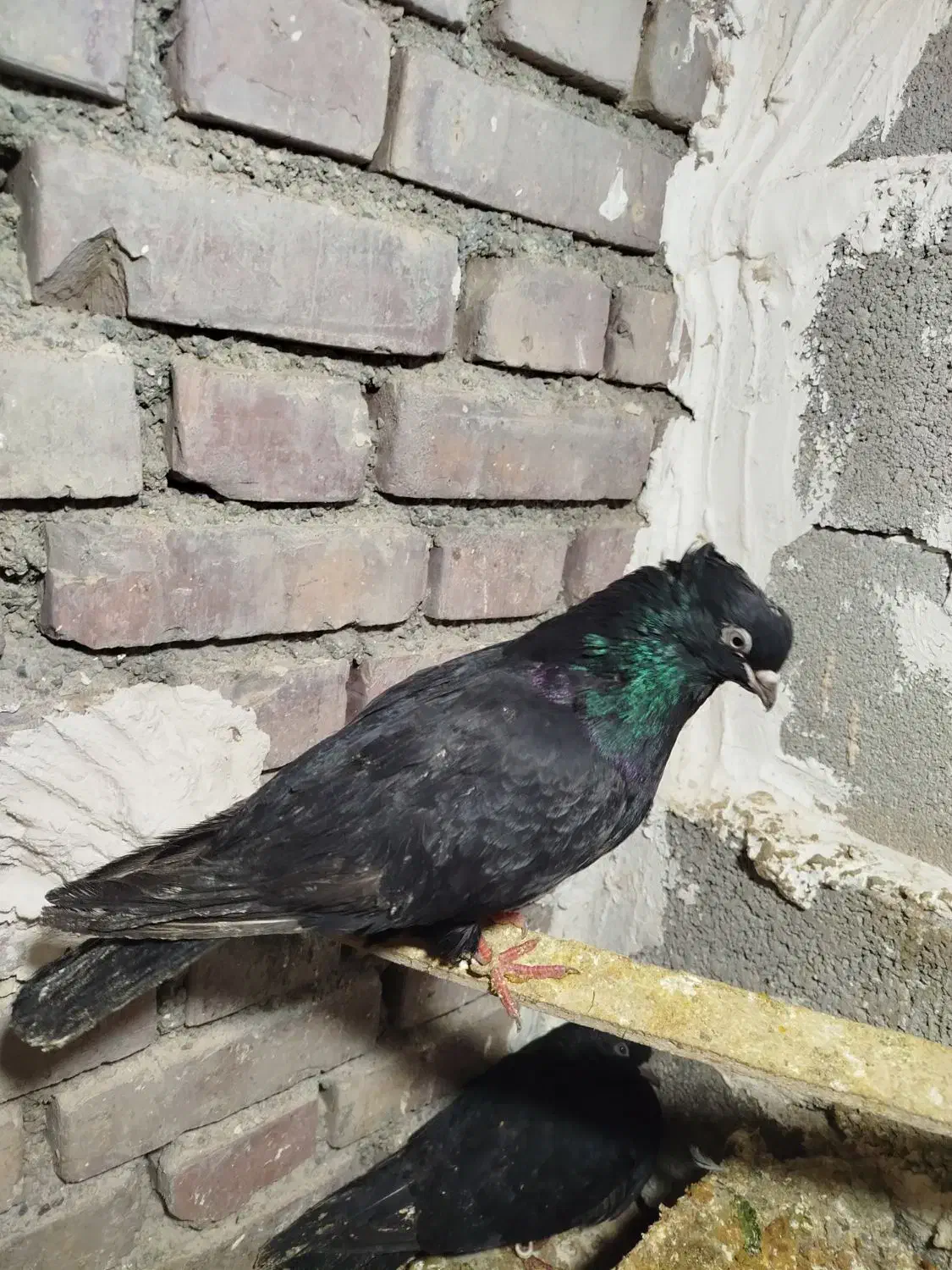 سیاه|پرنده|نقده, |دیوار