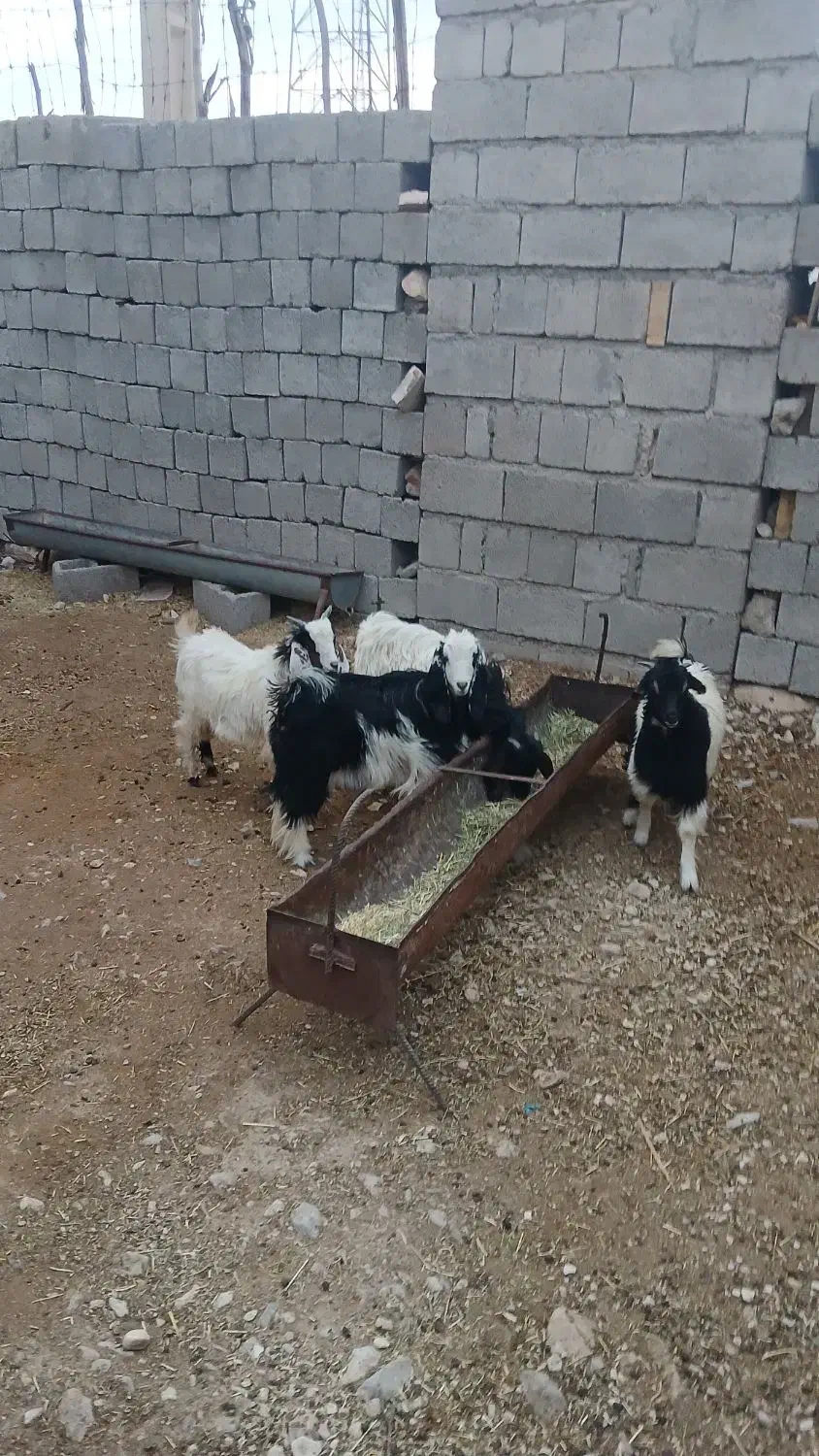 بزغاله کردی ۴ عدد|حیوانات مزرعه|مهران (ایلام), |دیوار