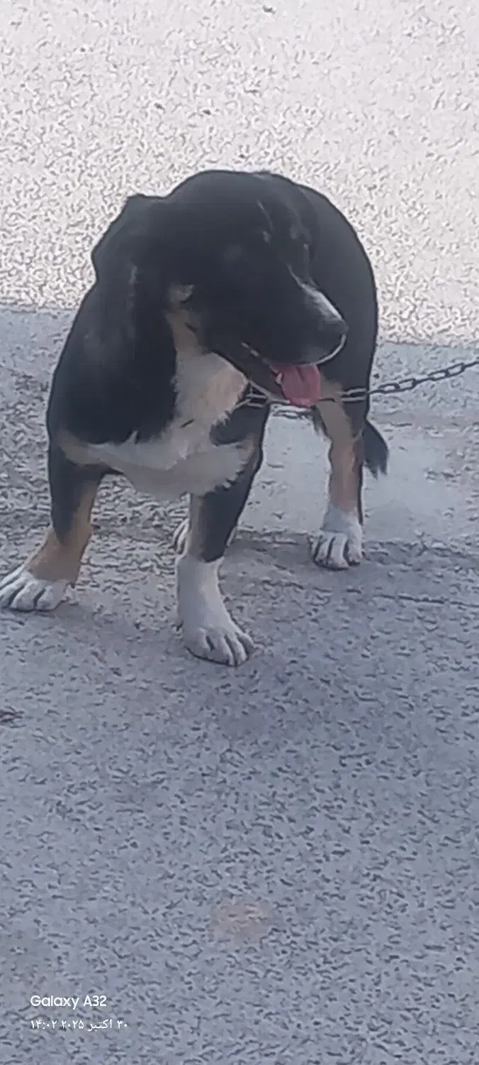 سگ  خوب واکسن خورده|سگ|بجنورد, |دیوار