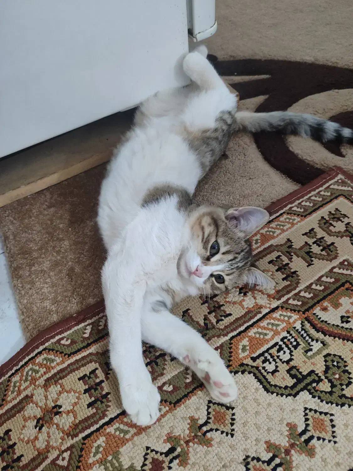 بچه گربه گم شده|گربه|مرند, |دیوار