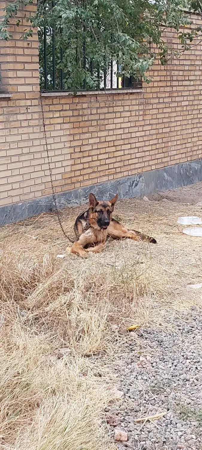 ژرمن اصل|سگ|اردبیل, |دیوار