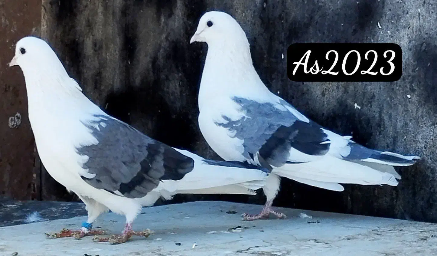 پشت سبز|پرنده|تهران, نیروی هوایی (پیروزی)|دیوار