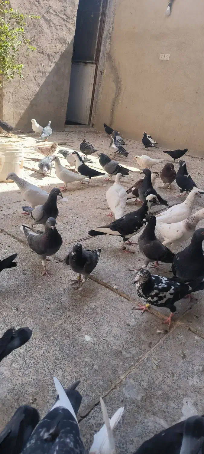 کبوتر زاجر همه رنگ حدود 80عدد|پرنده|میبد, |دیوار