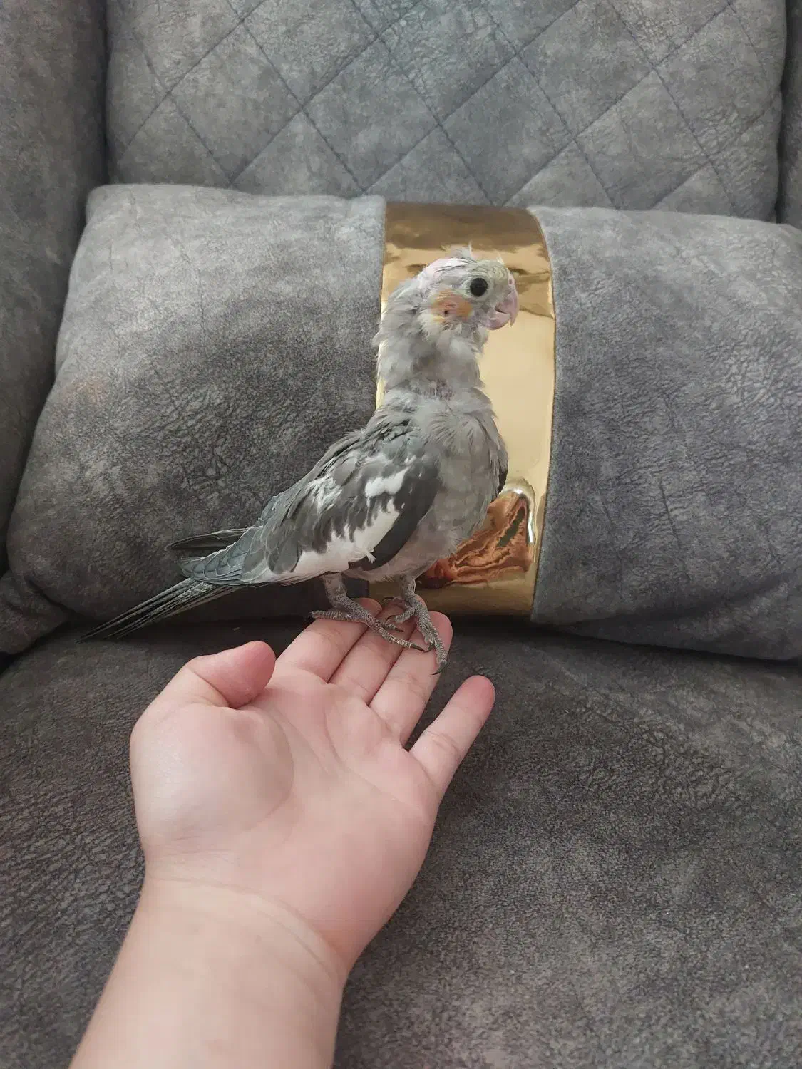 دو عروس هلندی|پرنده|اشتهارد, |دیوار