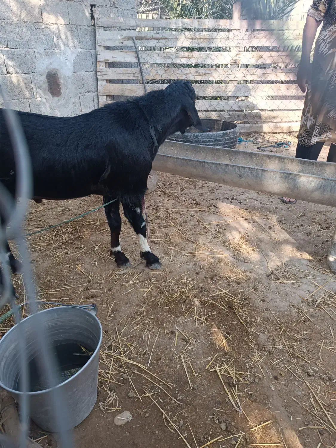 بز آبستن و کهره نر|حیوانات مزرعه|اهرم, |دیوار